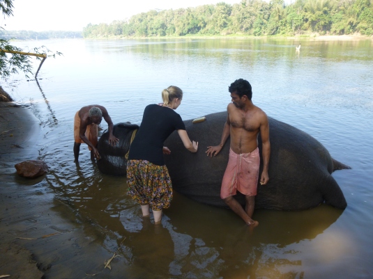 Elephant training camp near Kochi
